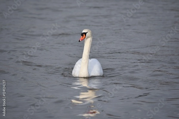 Obraz schwan im wasser