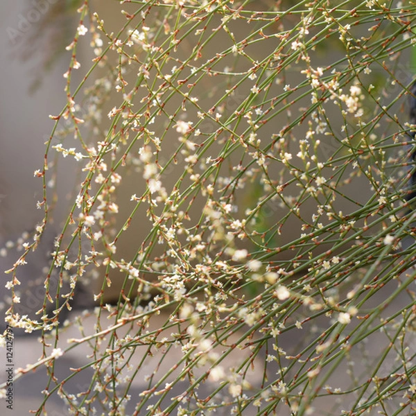 Obraz background with small white flowers. Square crop