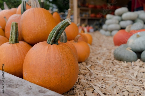 Obraz Herbstlicher Kürbismarkt