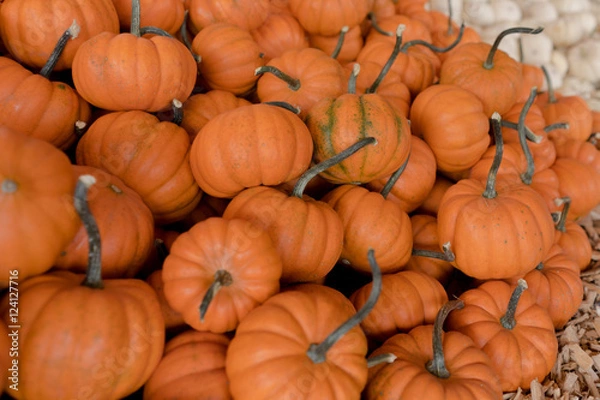Obraz Herbstlicher Kürbismarkt