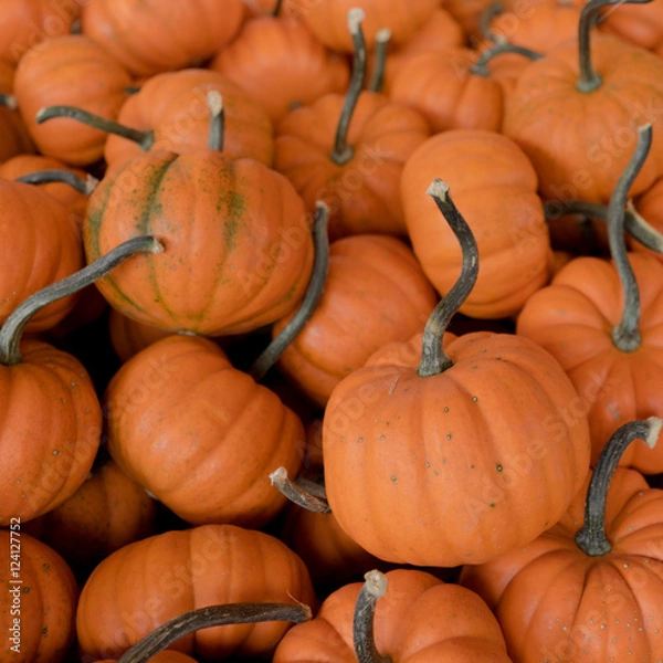 Obraz Herbstlicher Kürbismarkt