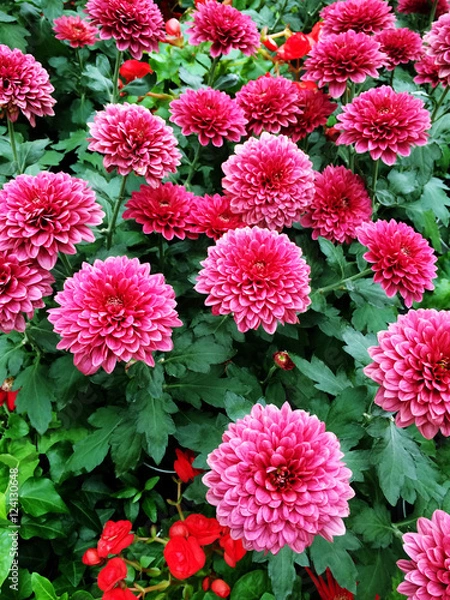 Obraz ポットマム