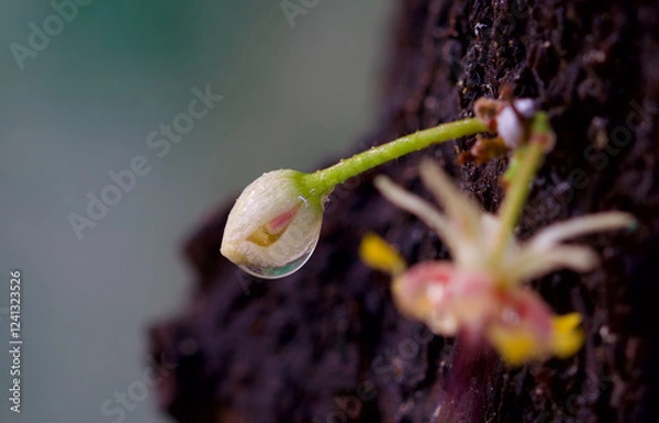Fototapeta Macro photo of dew drops on the cocoa flower