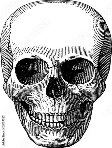 Fototapeta Vintage image human skull