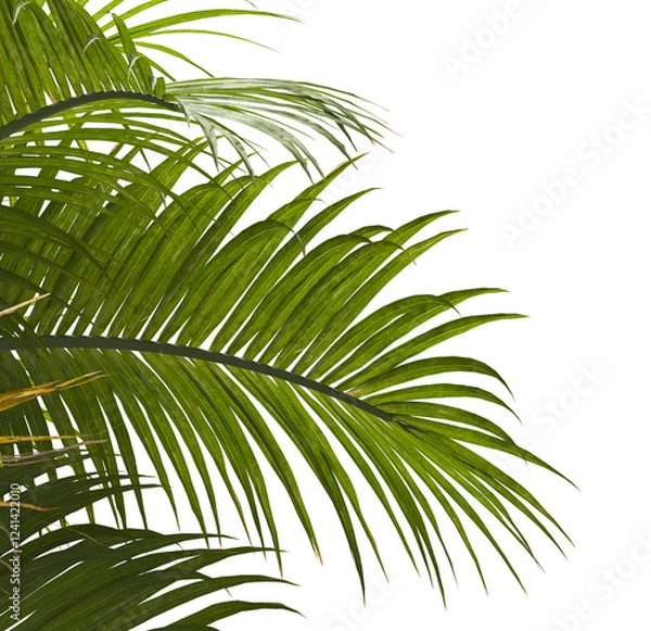 Obraz palm Tree Leaves isolated on transparent background. Ravenea hildebrandtii. palm tree with green leaves on transparent background. Isolated palm tree on white background. cutout palm tree leaves PNG.