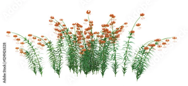 Obraz A group of Turk's cap lily orange flowers, Lilium superbum. 3D illustration on isolated background. 