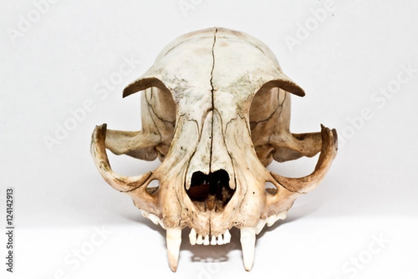 Fototapeta Череп домашней кошки