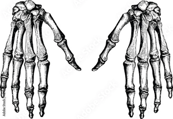 Fototapeta Vintage image hand bones