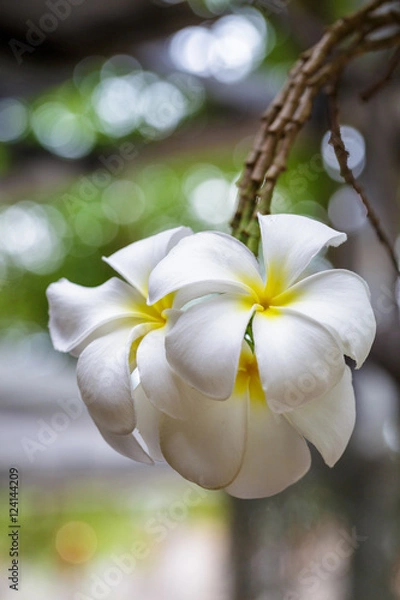 Obraz Plumeria