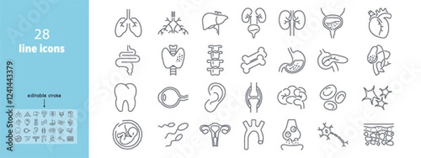 Fototapeta Human anatomy line icons set. Liver, vessels, gallbladder, kidney, duodenum, pancreas, lungs, eye, uterus, heart, stomach, neuron vector illustration. Internal organs. Editable Stroke