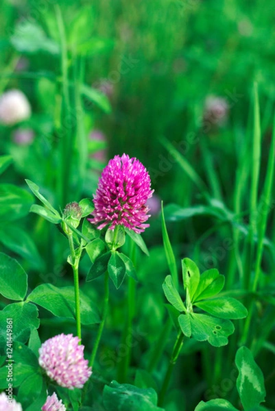 Fototapeta Red Clover in Bloom in summer meadow