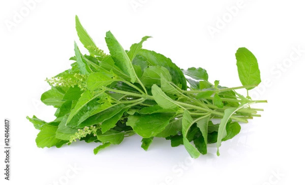 Obraz Holy basil on white background