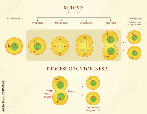 Fototapeta Diagram of Mitosis and Cytokinesis Illustration Showing Cell Division in Animal Cells