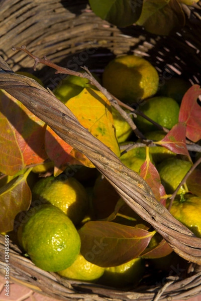 Obraz Cesta d'autunno