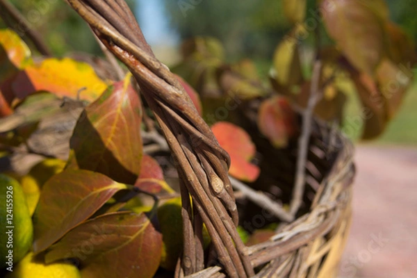 Obraz Cesta d'autunno