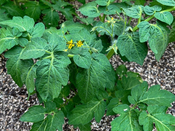 Fototapeta Green tomato seedlings with yellow flowers in a greenhouse, mulched with sunflower seed husks