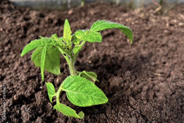 Fototapeta Bright green tomato plant in sunny greenhouse in spring