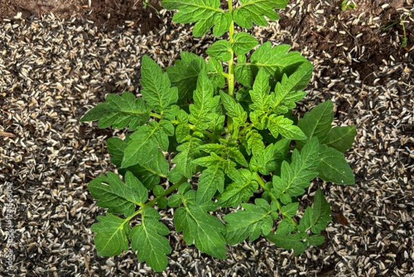 Fototapeta Bright green tomato sprout in a greenhouse in spring, the soil is mulched
