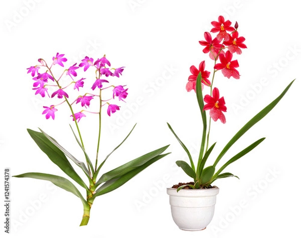 Obraz Dendrobium and  burragerara 'Nelly Isler' orchid