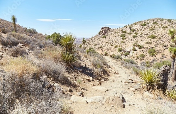 Fototapeta Joshua Tree National Park's strenuous Ryan Mountain hike