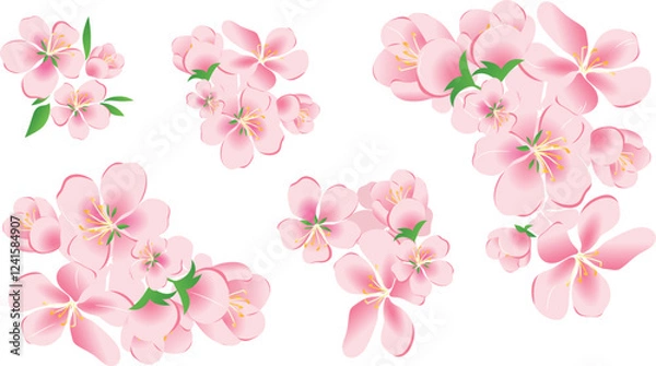 Fototapeta A set, a collection of apple blossoms, petals and leaves vector isolated on a white background. Illustration of vector art.
