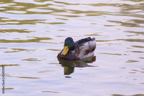 Obraz Wild duck in the city pond