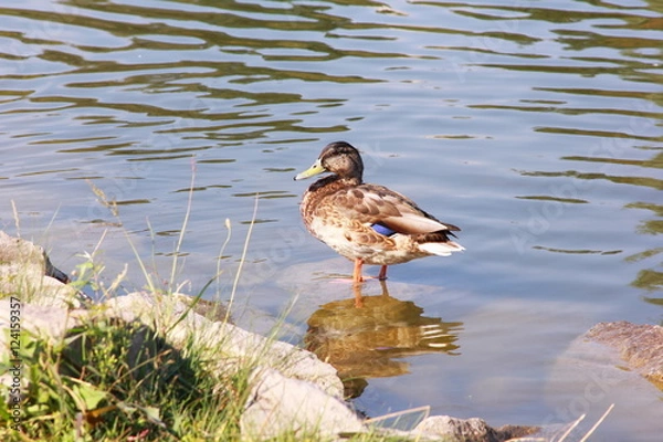 Obraz Wild duck in the city pond