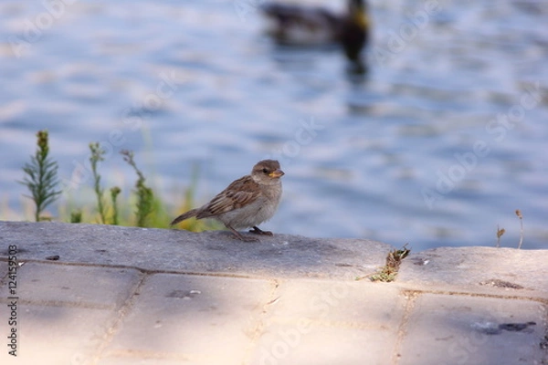 Obraz Sparrow ashore lake