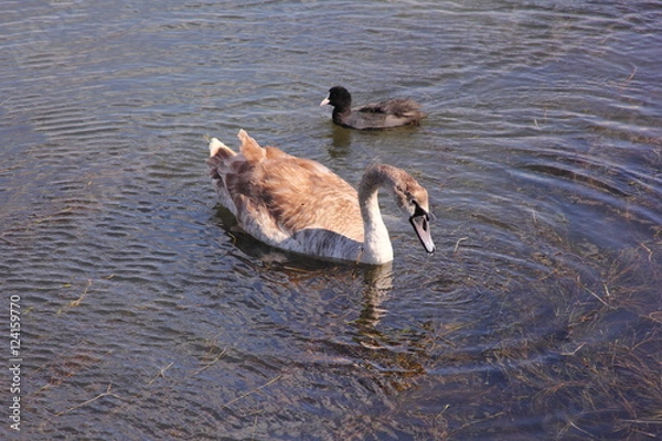Fototapeta  Swan floats in a lake