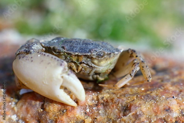 Obraz Crab on an off-shore stone