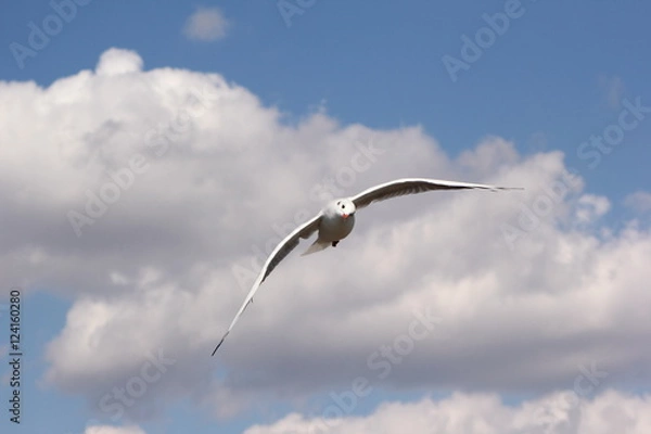 Obraz Flight of gull above a sea