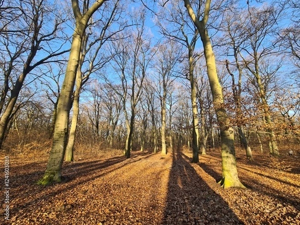 Fototapeta der wundervolle Plänterwald in Berlin Treptow an einem sonnigen Wintertag
