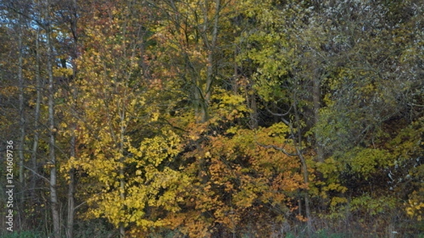 Obraz Park in the city in autumn