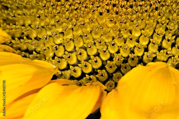 Obraz Sonnenblumendetail