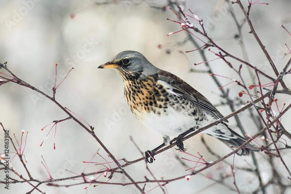 Fototapeta bird speckled thrush sitting on a branch with berries in winter Park