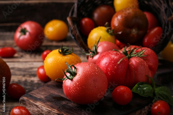 Obraz Colorful tomatoes, red tomatoes, yellow tomatoes, orange tomatoes, green tomatoes. Tomatoes background. vintage wooden background