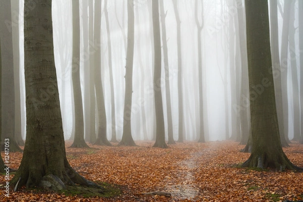 Obraz Misty autumn beech forest