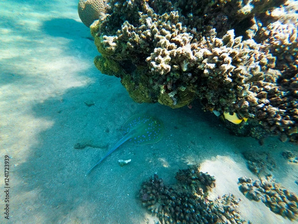 Obraz Stingray in the Red Sea near the corals