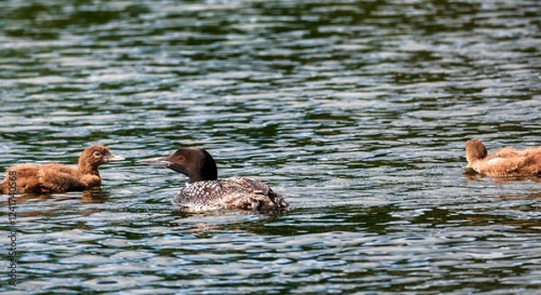 Obraz A beautiful Common Loon adult and two chicks on calm water of a Minnesota lake.