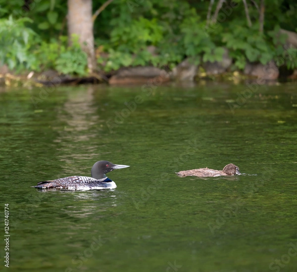 Obraz A beautiful Common Loon adult and a chick with its head in the water, looking for food, near the shore of a Minnesota lake.