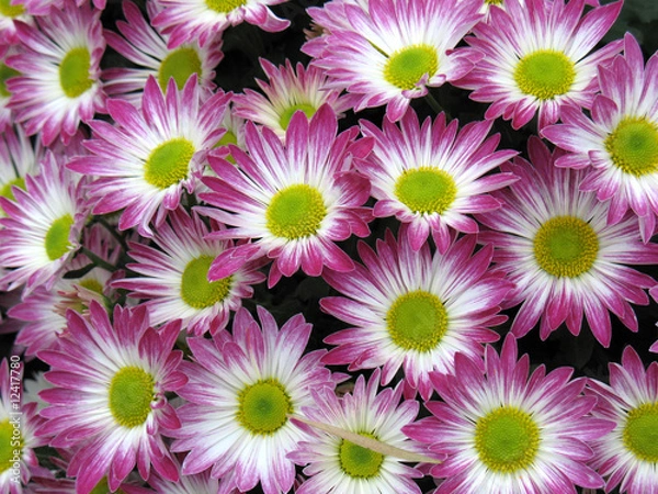 Obraz Chrysanthemums