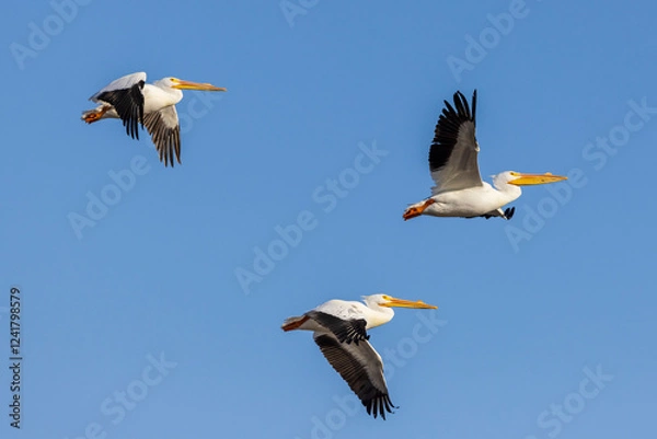 Obraz American White Pelicans in flight, Clinton County, Illinois.