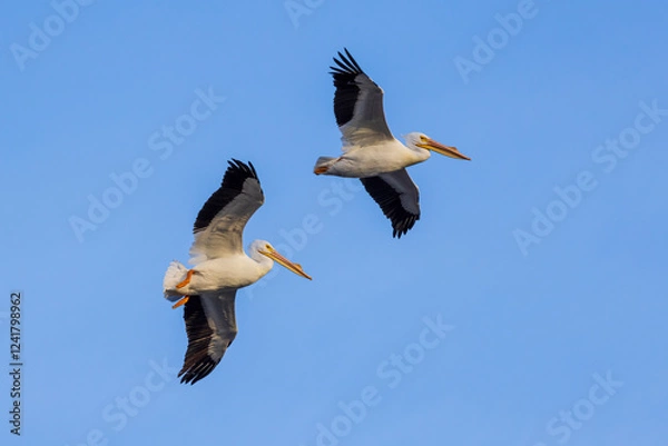 Obraz American White Pelicans in flight, Clinton County, Illinois.
