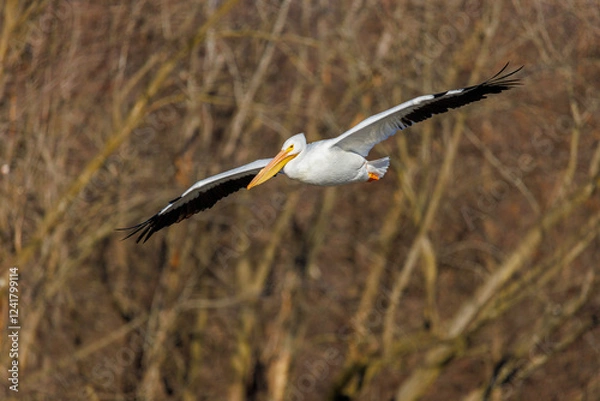 Obraz American White Pelican in flight, Clinton County, Illinois.