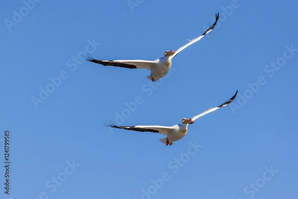Obraz American White Pelicans in flight, Clinton County, Illinois.