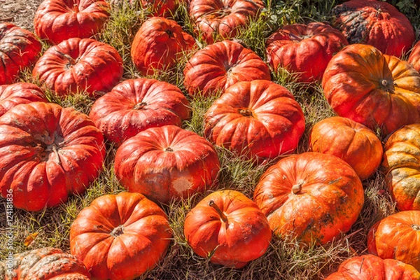 Fototapeta Cinderella pumpkins