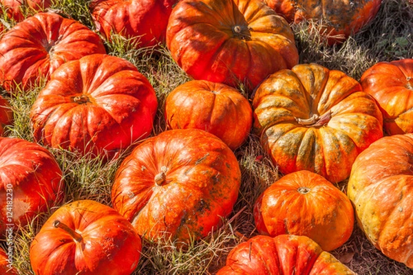 Fototapeta Cinderella pumpkins