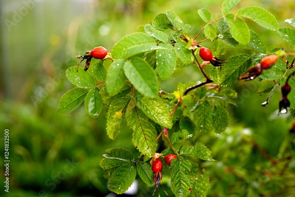 Fototapeta Red briar berries on a branch cluseup