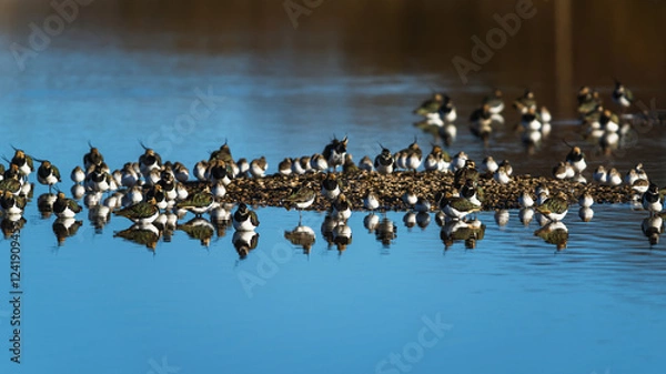 Obraz Northern Lapwing, Vanellus vanellus, flock of birds in flight over winter marshes