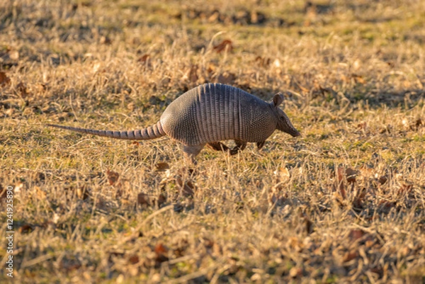 Obraz Nine-banded armadillo running across a grass field in late afternoon winter sun